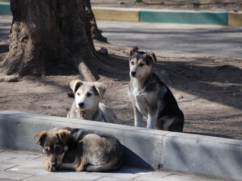 Руководитель Госветслужбы Забайкалья рассказал, куда обращаться для отлова бездомных собак 
